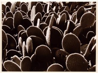 Cactus abstraction