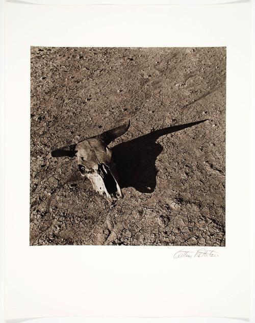 Skull, Badlands, South Dakota, no. 6 from Arthur Rothstein