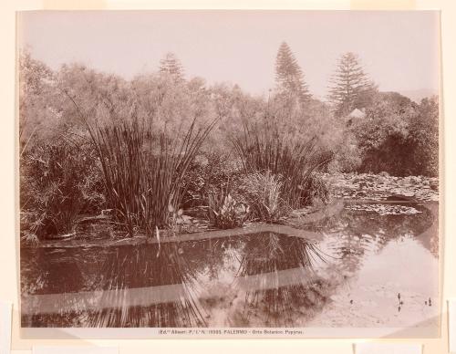 Papyrus, Botanical Garden, Palermo