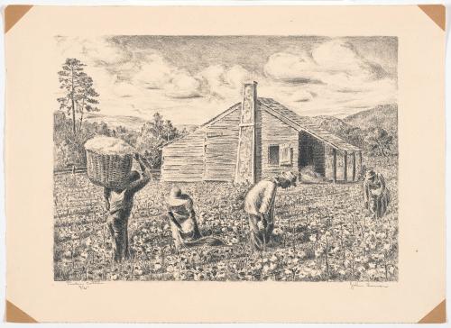 Pickin Cotton