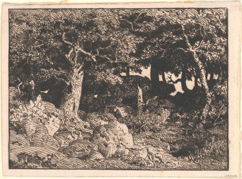 Oak Trees Growing Among Rocks