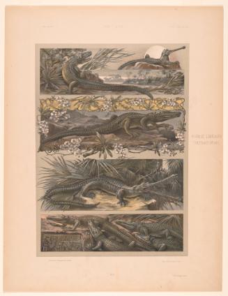 Crocodiles, Plate 13 from Das Thier in der Decorativen Kunst (Animals in Decorative Art)