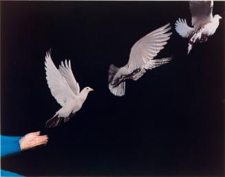 Pigeon Released, from Harold Edgerton: Ten Dye Transfer Photographs